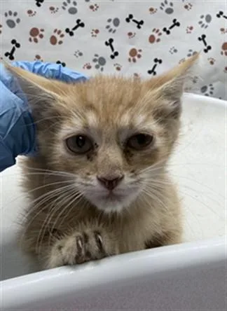 A baby small-sized female Domestic Short Hair cat named Candy for adoption in Riverside, CA