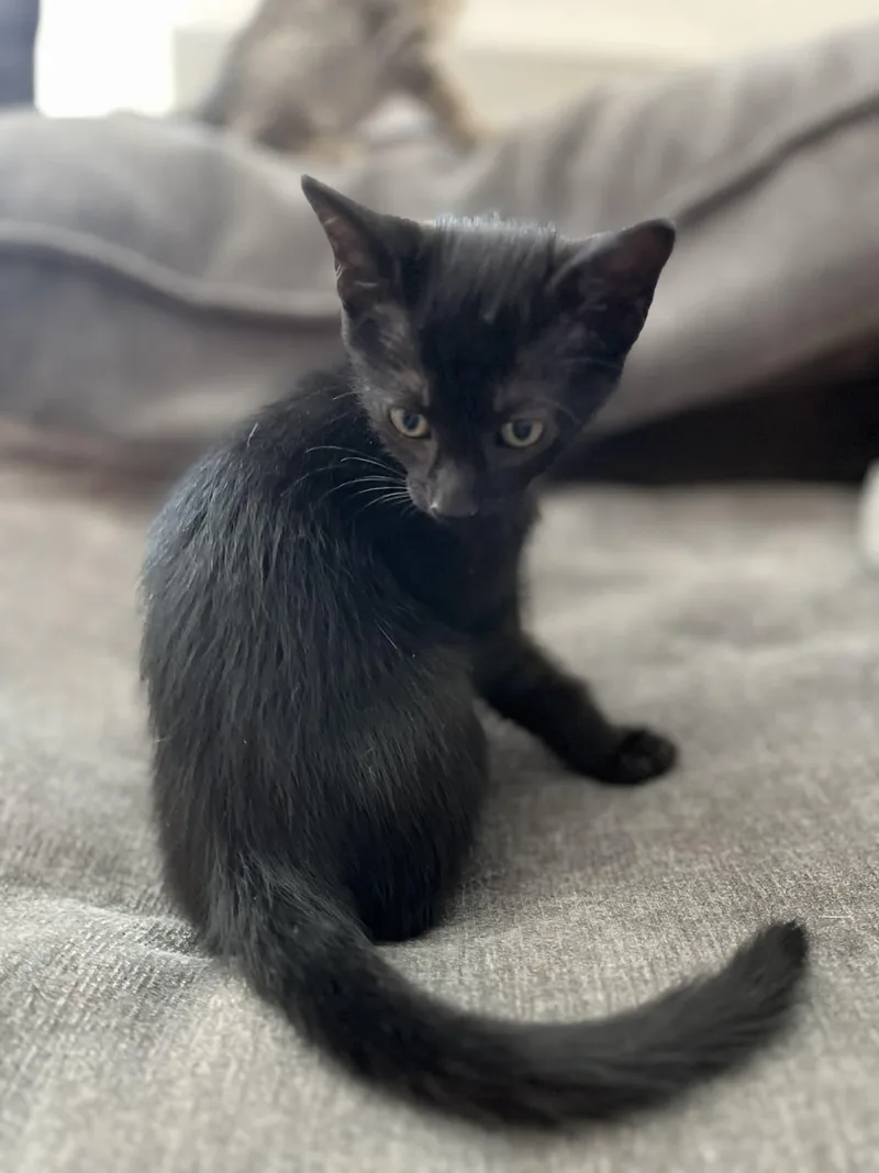 A baby small-sized male Black Domestic Short Hair cat named Sunny for adoption in Cleveland, TX