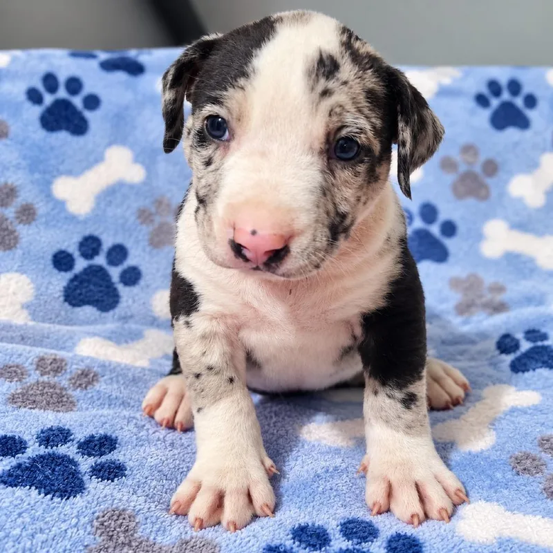A baby small-sized male American Bulldog dog named Ozzy Pawsbourne for adoption in Cartersville, GA