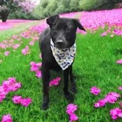 An adult medium-sized female Black Shepherd dog named Luna for adoption in San Antonio, TX