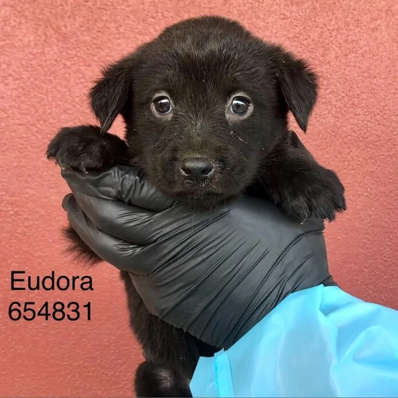 Luna thumbnail 2