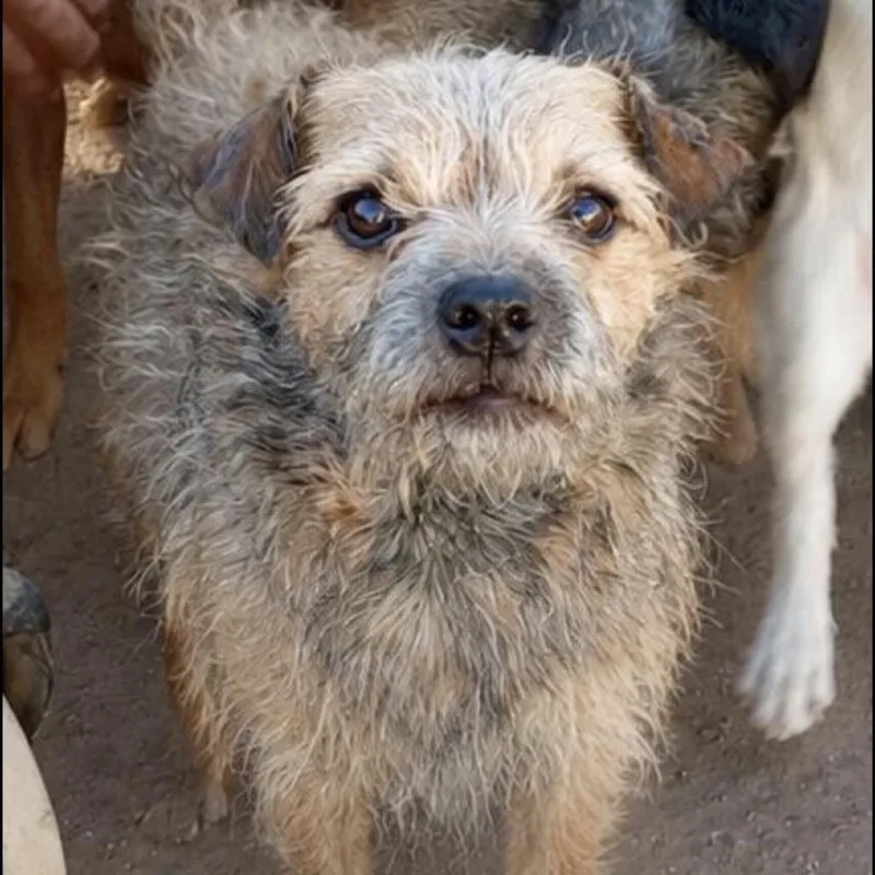 An adult small-sized male Brown / Chocolate Terrier dog named Guido for adoption in Escondido, CA
