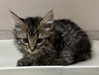A young small-sized male Domestic Medium Hair cat named Art for adoption in Phoenix, AZ