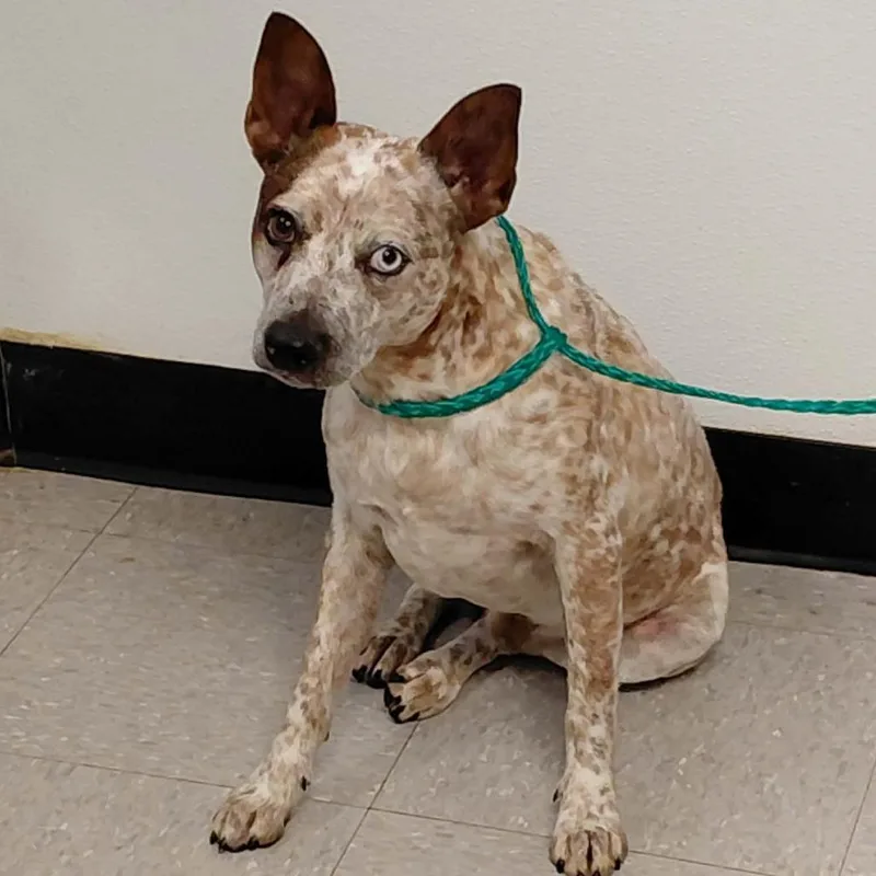 A young medium-sized male White / Cream Australian Cattle Dog / Blue Heeler named Tumbleweed for adoption in Bastrop, TX