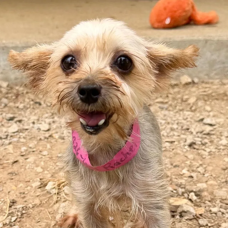An adult small-sized female Gray / Blue / Silver Yorkshire Terrier dog named Sandra for adoption in Peyton, CO