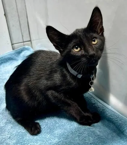 Cassiopeia thumbnail 2