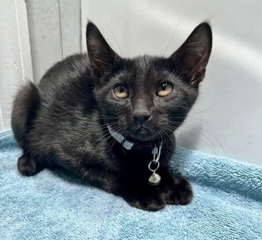 Cassiopeia thumbnail 3