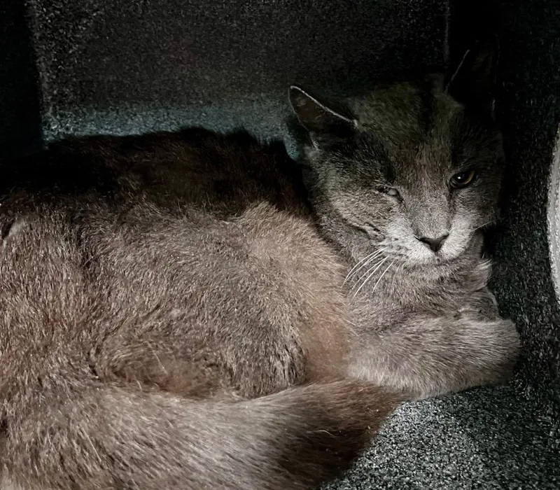 An adult medium-sized male Domestic Short Hair cat named Expo for adoption in Cincinnati, OH