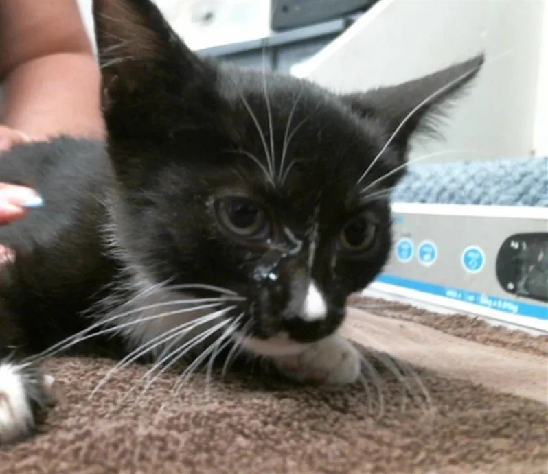 A baby small-sized female Domestic Short Hair cat named Ally for adoption in Houston, TX