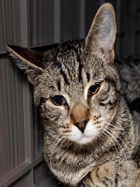 A young medium-sized male Domestic Short Hair cat named Flounder for adoption in Boston, MA