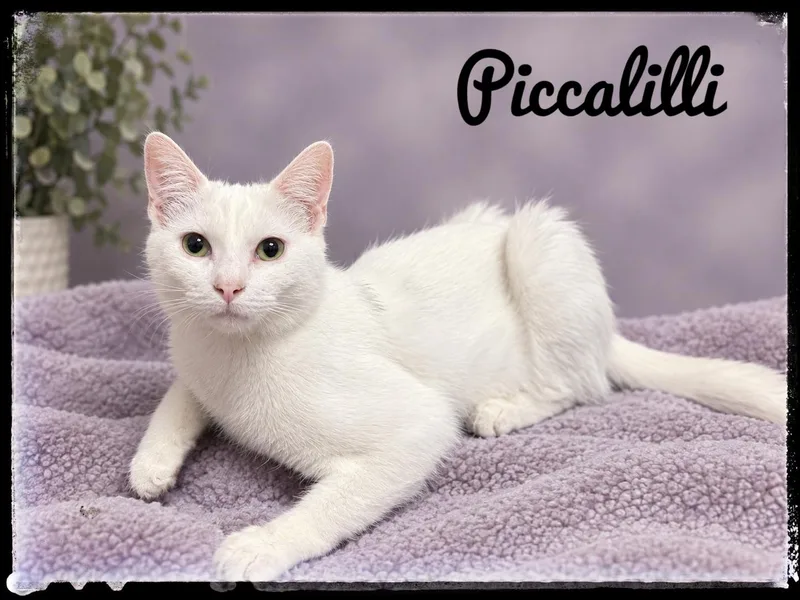 A young small-sized female Domestic Short Hair cat named Piccalilli for adoption in El Cajon, CA