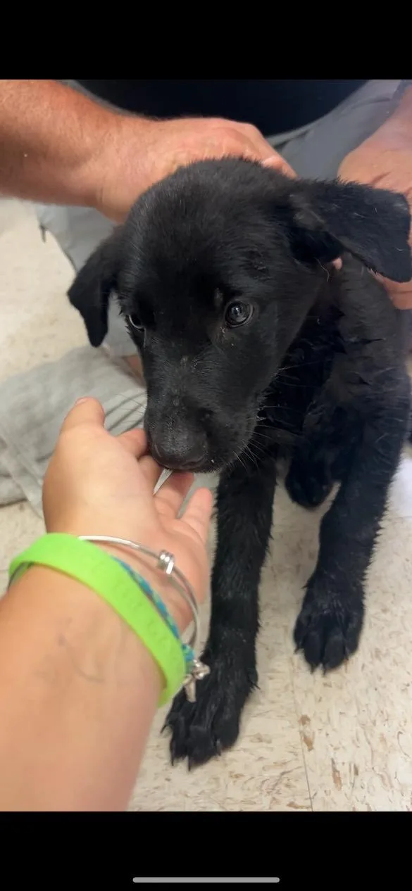 A baby medium-sized male Black Labrador Retriever dog named Tramp for adoption in Mount Sterling, KY