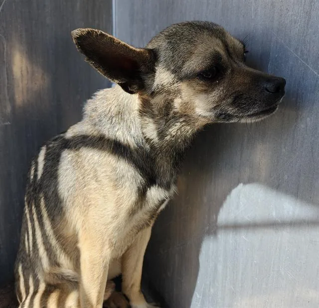 An adult small-sized male Chihuahua dog named Chappie for adoption in San Antonio, TX