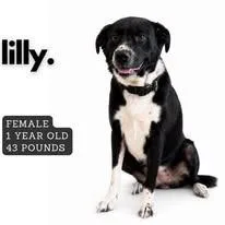 A young medium-sized female Mixed Breed dog named Lilly for adoption in Ashland, KY
