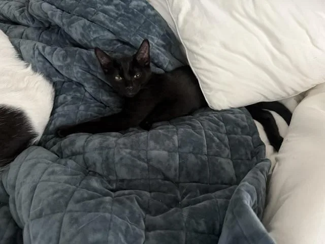 A baby medium-sized male Black Domestic Short Hair cat named Novio for adoption in Chicago, IL