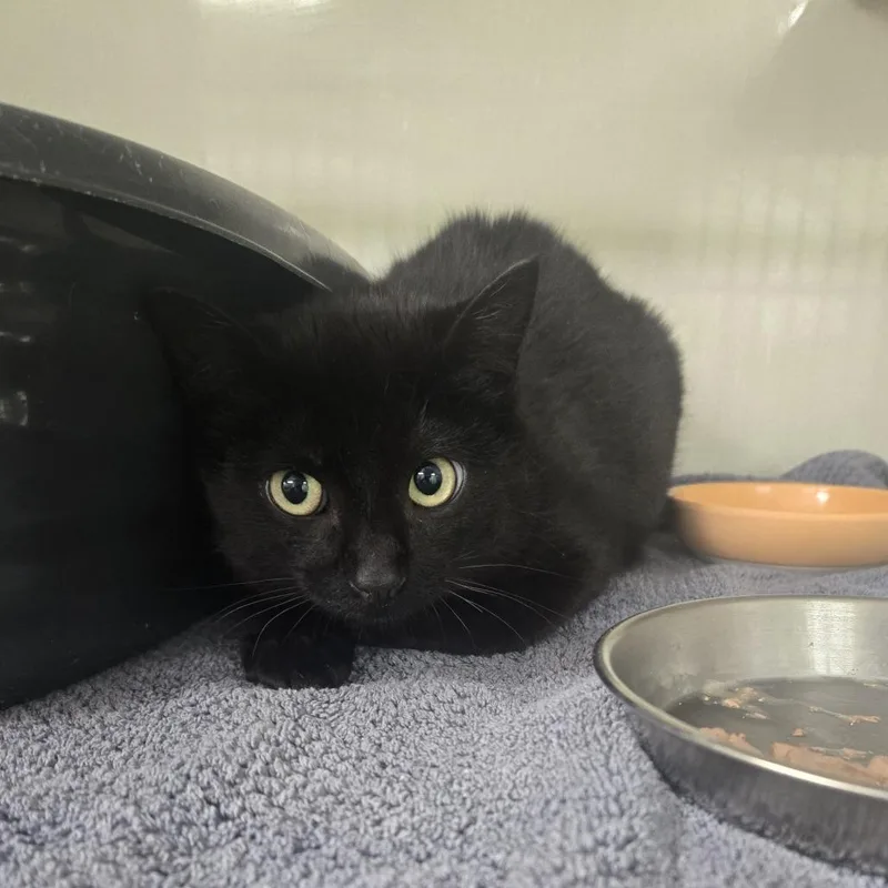 A baby small-sized female Black Domestic Short Hair cat named 26-103 for adoption in Tawas City, MI