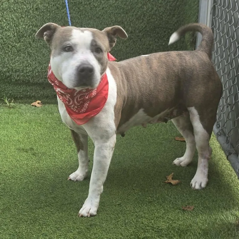 A senior medium-sized female White / Cream American Staffordshire Terrier dog named Nellie for adoption in Oak Point, TX