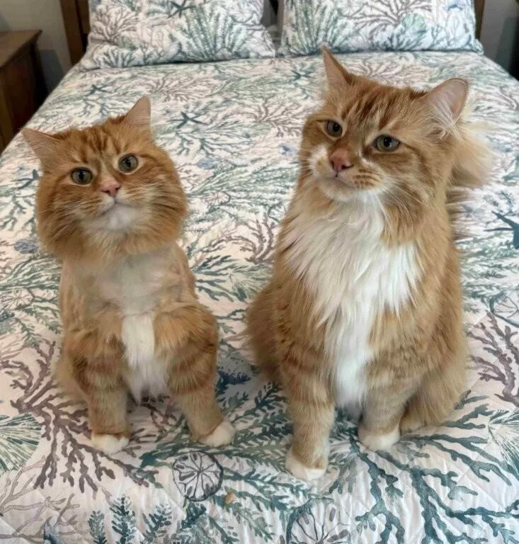 An adult large-sized male Orange & White Maine Coon cat named Lambert for adoption in Greensboro, NC