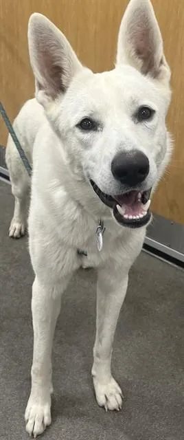 An adult large-sized male Siberian Husky dog named Deacon for adoption in Upper Marlboro, MD
