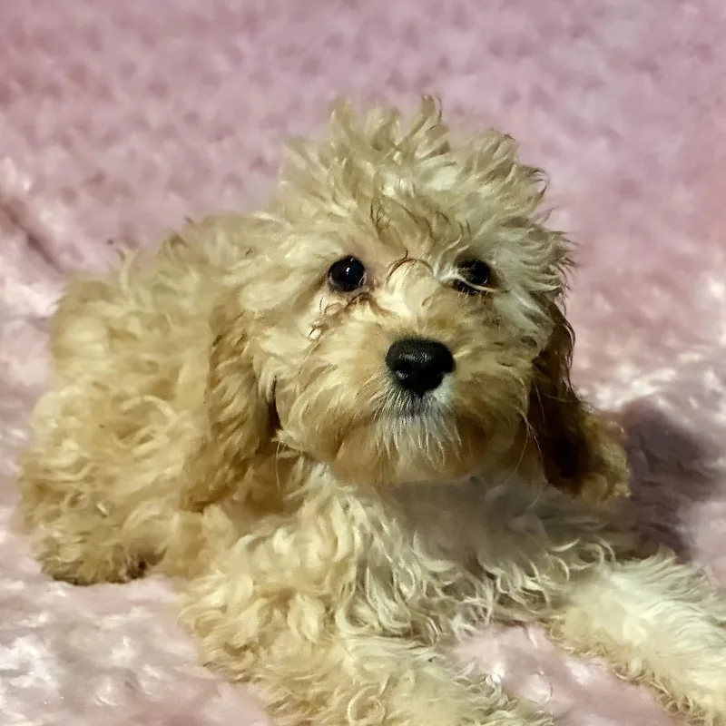 Miss Frizzle thumbnail 2