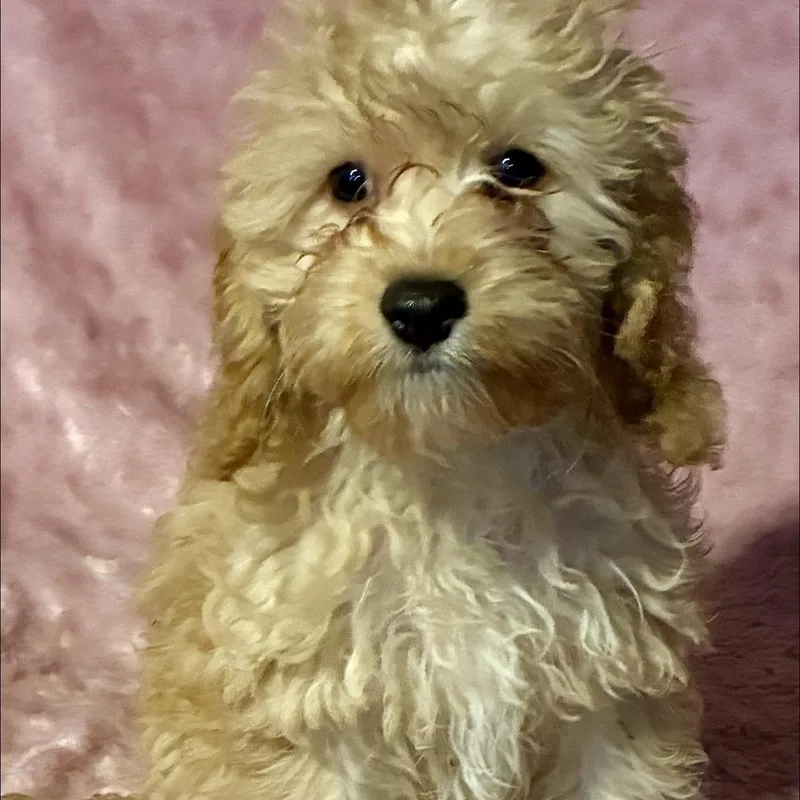 Miss Frizzle thumbnail 3