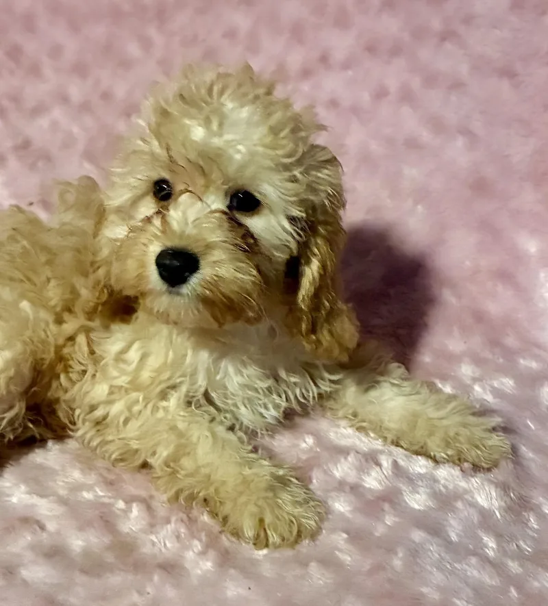 Miss Frizzle thumbnail 4