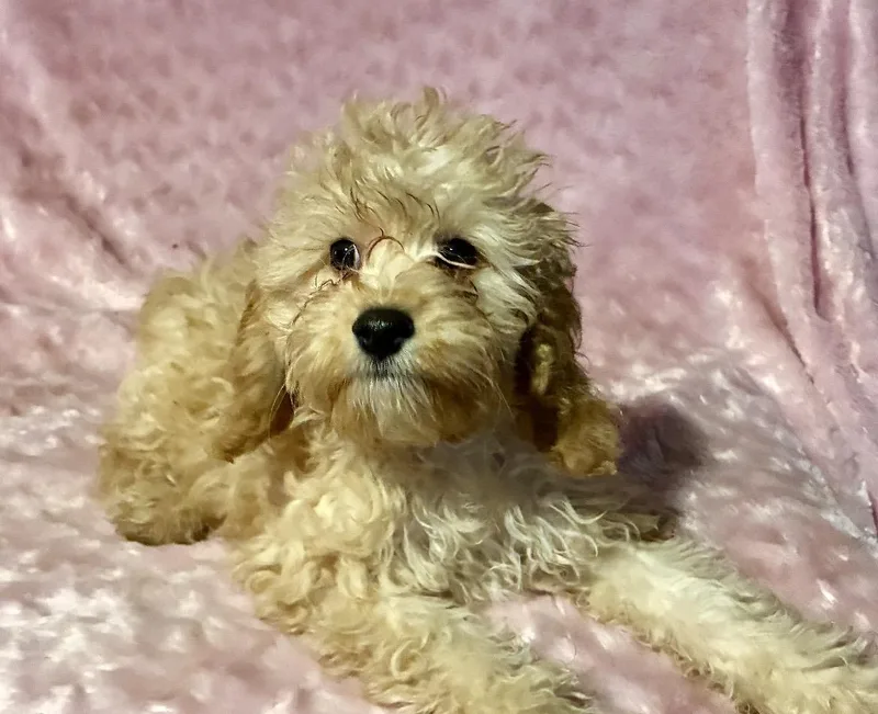 Miss Frizzle thumbnail 5