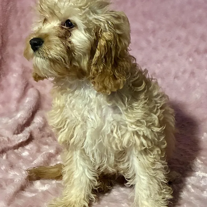 Miss Frizzle thumbnail 6