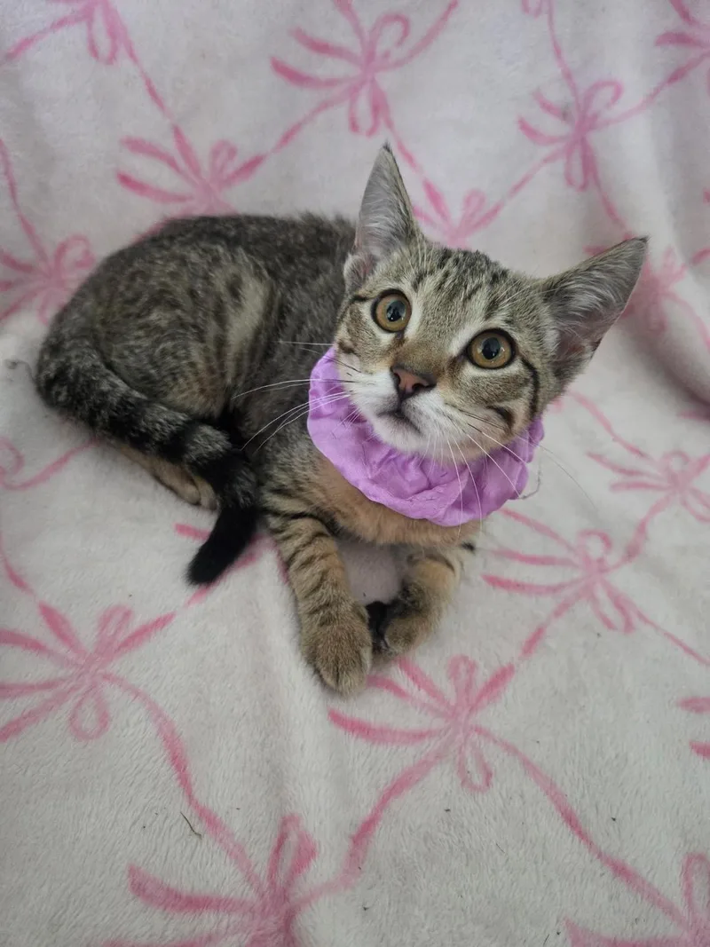 A baby medium-sized female Tabby (Brown / Chocolate) Domestic Short Hair cat named Galaxy for adoption in Mokena, IL