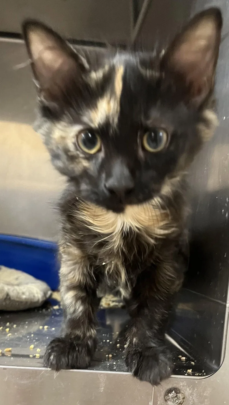 A young medium-sized female Domestic Long Hair cat named Unique for adoption in Massapequa, NY
