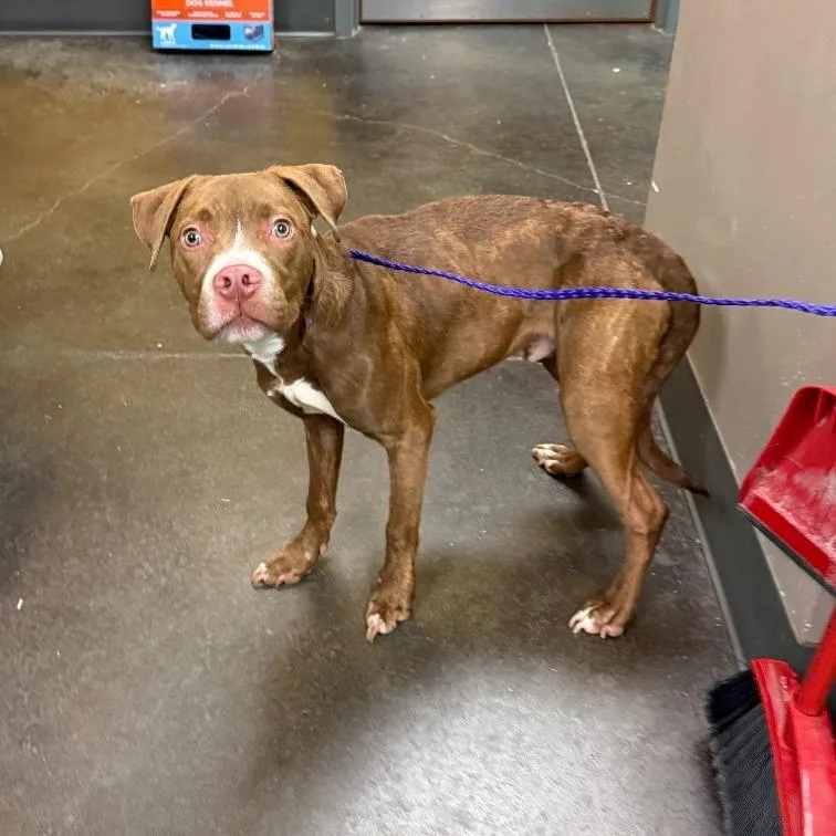 A baby medium-sized male Brindle Mixed Breed dog named Cross for adoption in Norman, OK