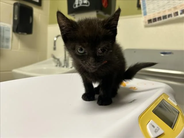 A baby small-sized male Domestic Short Hair cat named Red for adoption in Chapel Hill, NC