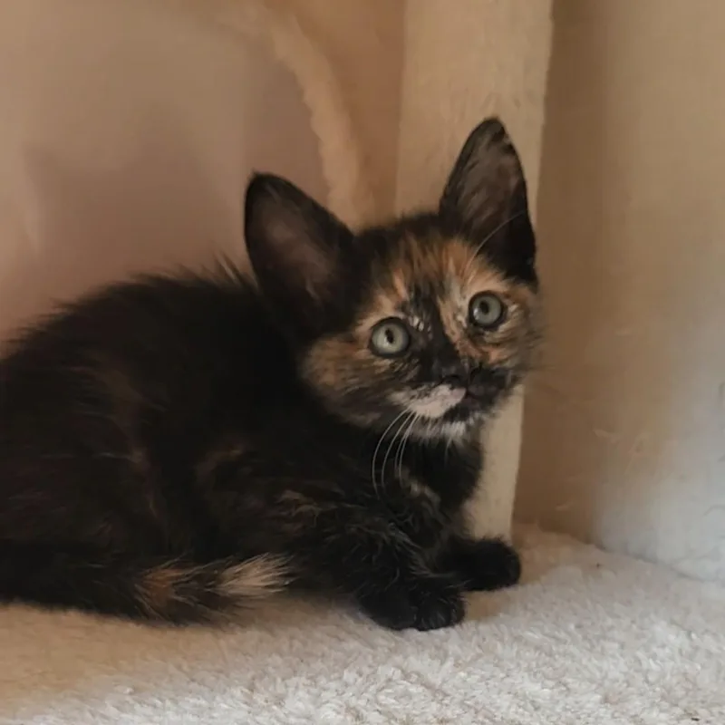 A baby medium-sized female Tortoiseshell cat named Sparkles for adoption in Allen, TX