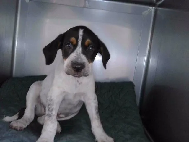 A baby small-sized male Pointer dog named A for adoption in Baldwin Park, CA