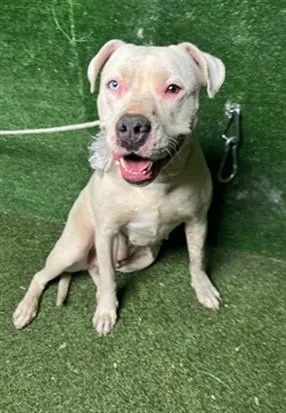 An adult large-sized female Pit Bull Terrier dog named Fury for adoption in Lancaster, CA