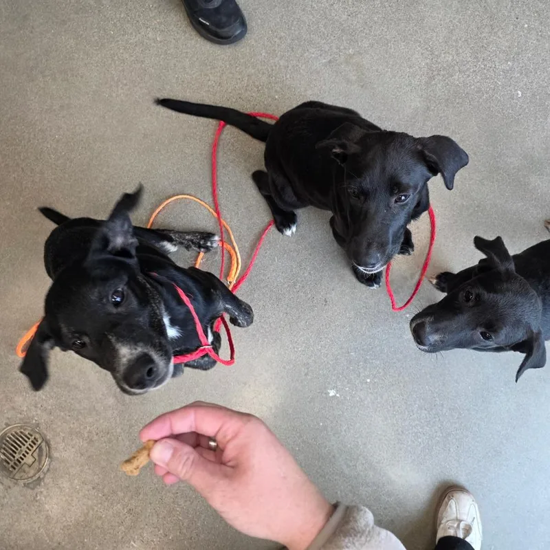 A baby small-sized female Black Labrador Retriever dog named Cruella for adoption in Sand Springs, OK