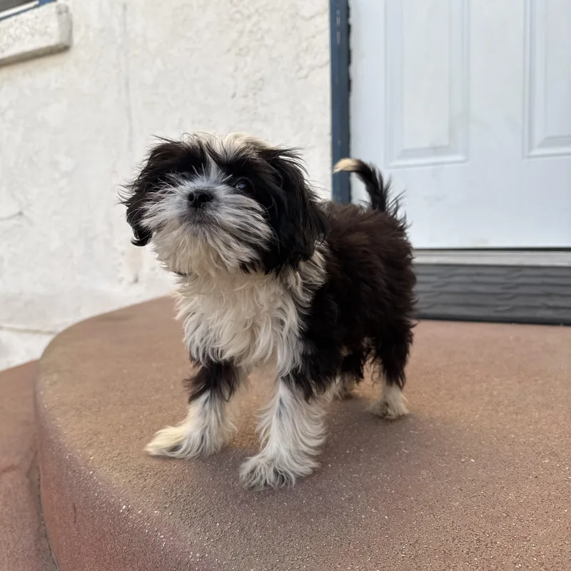 A baby small-sized male Shih Tzu dog named Skunk for adoption in Sun Valley, CA