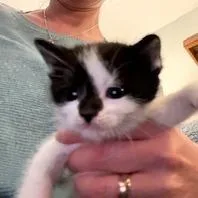A baby small-sized female Black Domestic Short Hair cat named Seesaw for adoption in Madison, WI