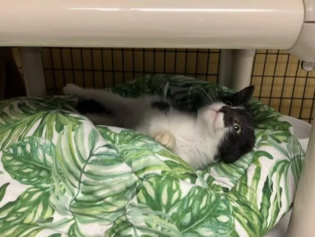 A baby small-sized male Domestic Medium Hair cat named Tiki for adoption in Grosse Ile, MI