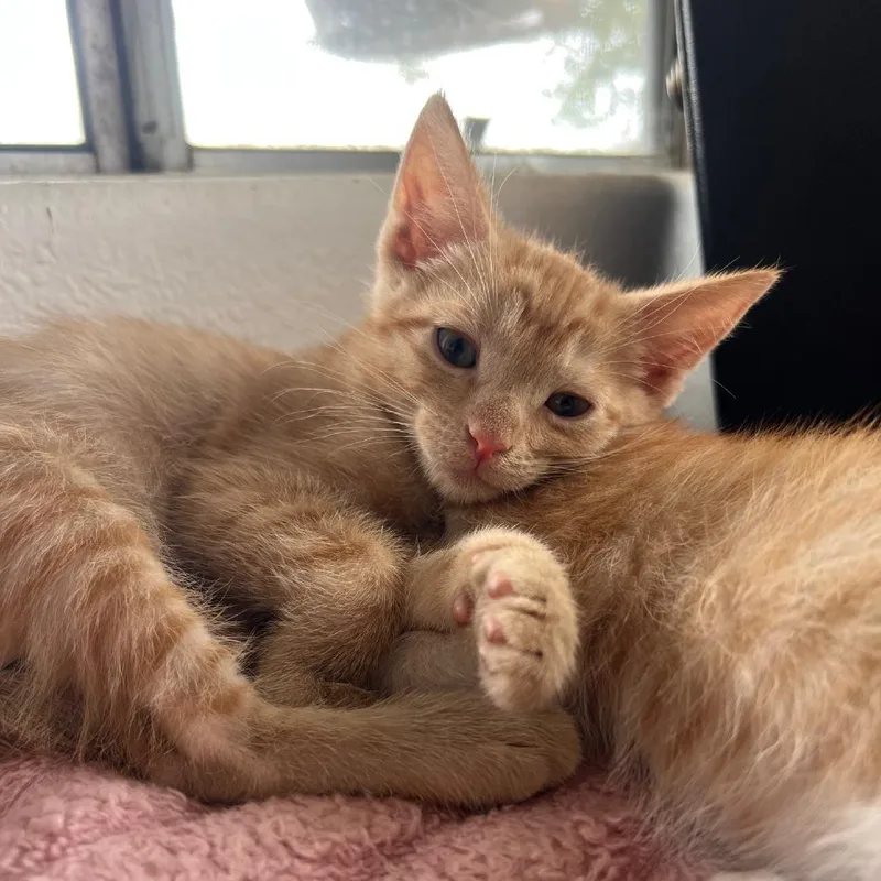 A baby small-sized male Orange / Red Domestic Short Hair cat named Milo for adoption in Spokane, WA