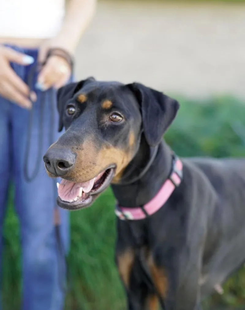 An adult medium-sized female Doberman Pinscher dog named Rari for adoption in Pasadena, CA