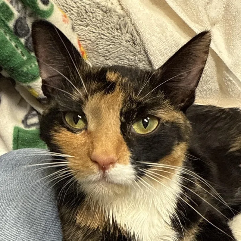 An adult medium-sized female Calico Domestic Short Hair cat named Cricket for adoption in Bismarck, ND