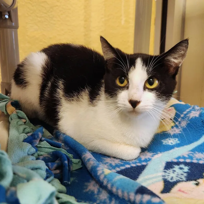 A young medium-sized female Black Domestic Short Hair cat named Isabella for adoption in Naples, FL