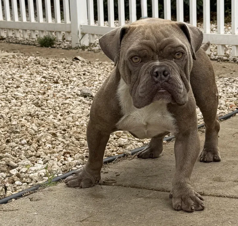 An adult medium-sized male Brown / Chocolate Bulldog dog named Meatball for adoption in Boca Raton, FL