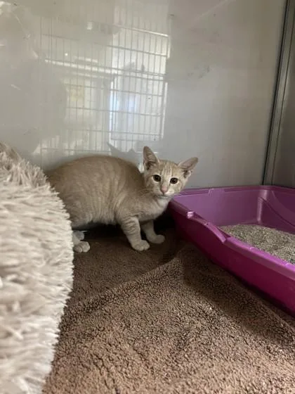 A baby small-sized male Domestic Short Hair cat named Hammy for adoption in Farmers Branch, TX