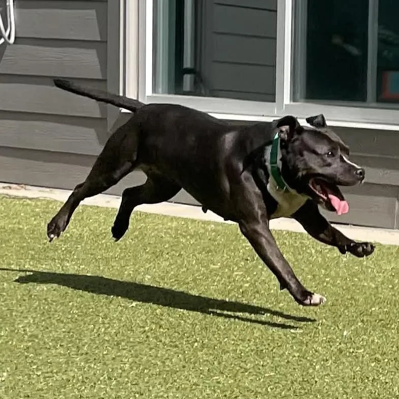 An adult medium-sized female Gray / Blue / Silver Pit Bull Terrier dog named Star for adoption in Greensboro, NC