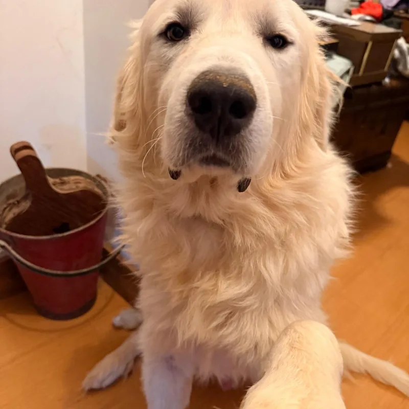 An adult extra large-sized male White / Cream Great Pyrenees dog named Benny for adoption in Colfax, NC