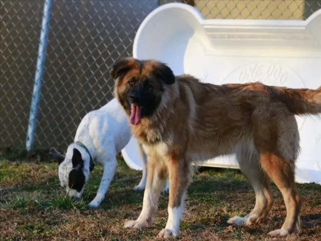 An adult large-sized female Great Pyrenees dog named Belle for adoption in Cookeville, TN