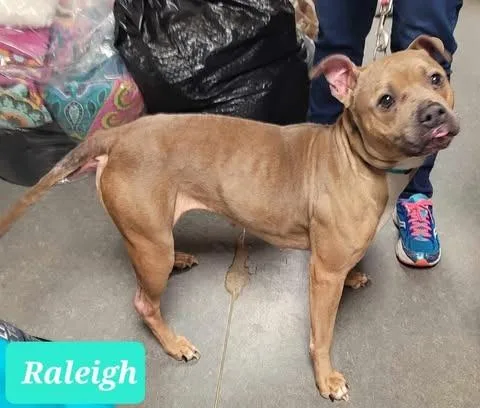 Raleigh thumbnail 2