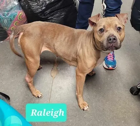 Raleigh thumbnail 4